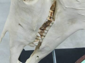 equine-dentist